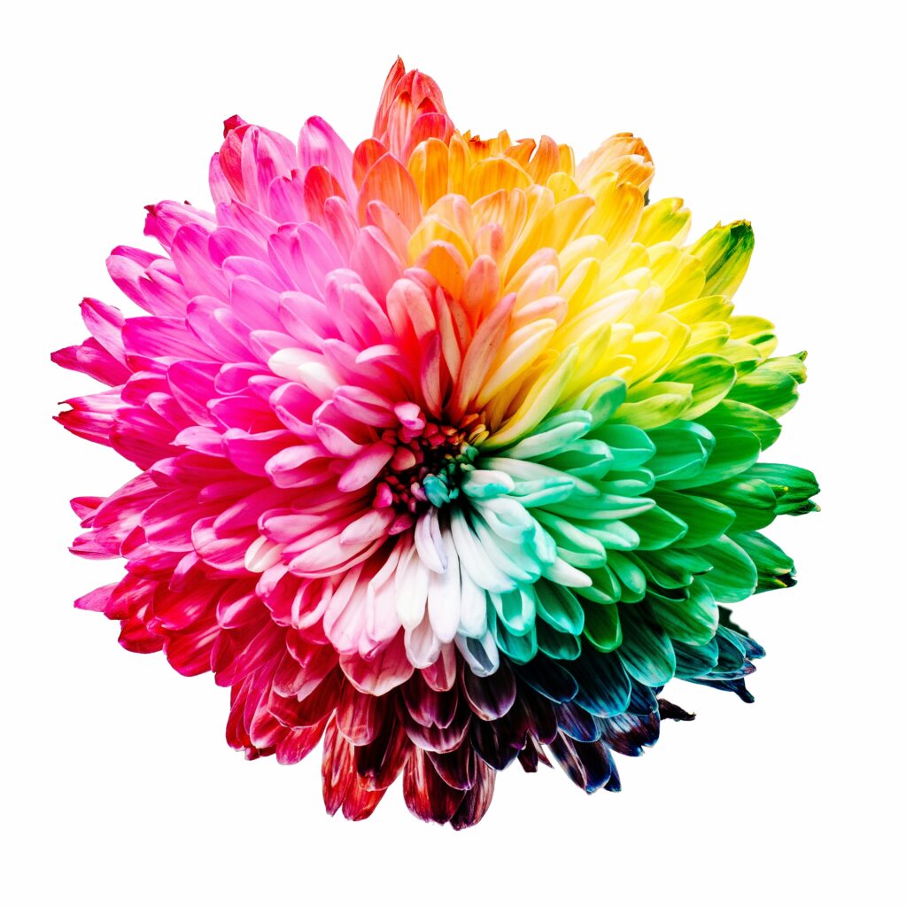 Photo of a mum flower with rainbow petals. Image by Sharon Pittaway via Unsplash